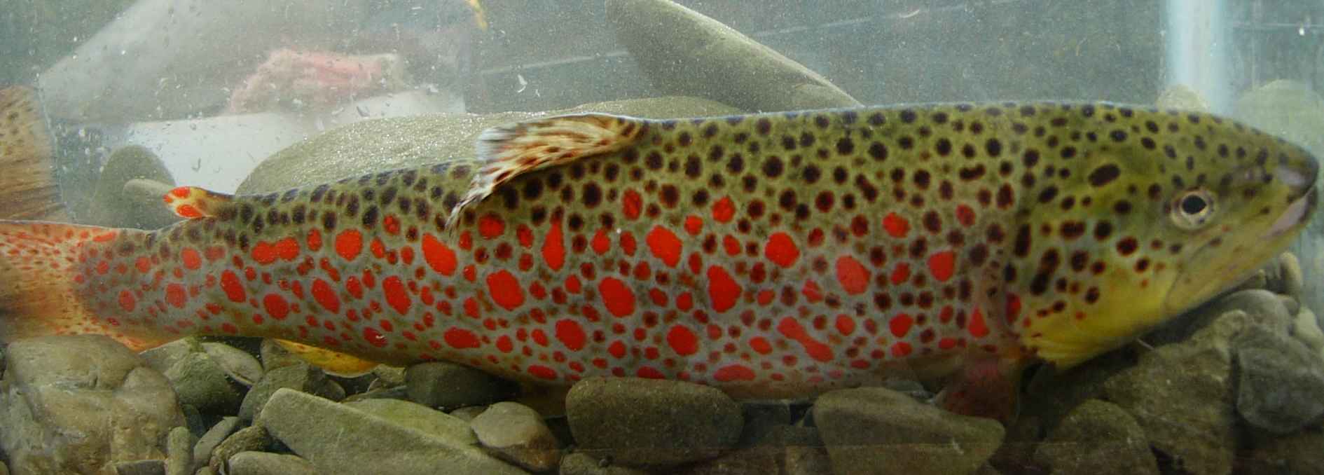 Salmo trutta